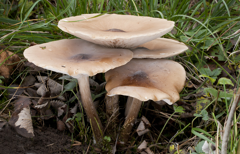 Melanoleuca grammopodia